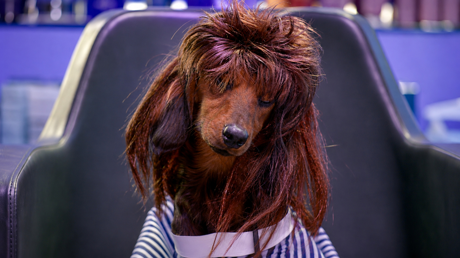 Dog-CFP Board Public Awareness Campaign